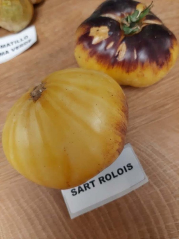 Sart Rolois paradicsom - Paradicsom különlegességek az Egzotikus Növények Stúdiója kínálatából